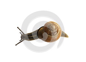 Forest snail, Cepaea nemoralis