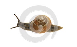 Forest snail, Cepaea nemoralis