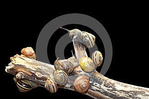 Forest snail, Cepaea nemoralis