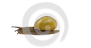 Forest snail, Cepaea nemoralis