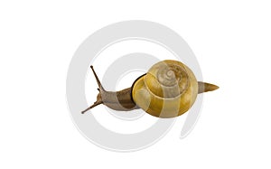 Forest snail, Cepaea nemoralis
