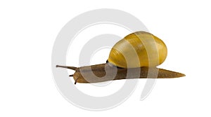 Forest snail, Cepaea nemoralis