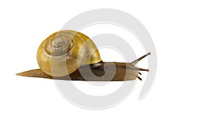 Forest snail, Cepaea nemoralis