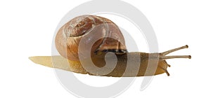 Forest snail, Cepaea nemoralis