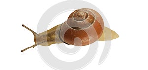 Forest snail, Cepaea nemoralis