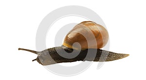 Forest snail, Cepaea nemoralis