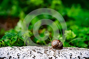 a forest snail on a stone against a background of forest and grass