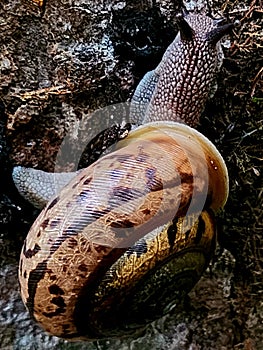 Forest Snails Pace Art Nature Art