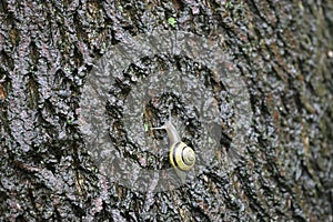 Forest snake on tree bark close up