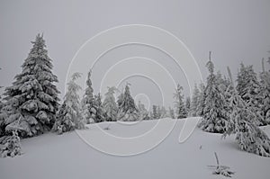 Forest with snow