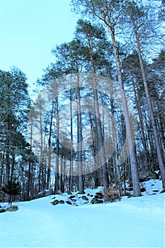 Forest with snow.