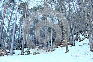 Forest with snow.