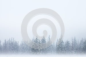 Forest in snow background