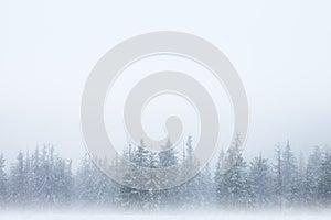 Forest in snow background photo