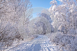 Forest snow frost birch road winter