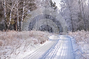 Forest snow frost birch road winter