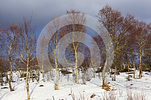 Forest and snow at Hadsel. Vesteralen Islands Norway