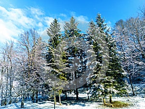 Forest snow landskape mountain morning