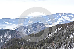 Forest snow mountain panorama