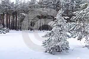 Forest in the snow. Pine tree branches covered with snow.