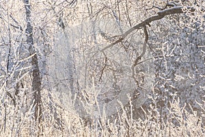 Forest snow trees winter frost