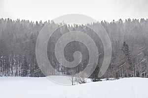 Forest. Snow. Winter. Snowing. Cold. Mountain. Landscape