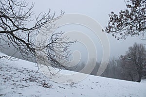 A forest with snow in wintertime