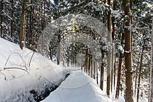 Forest in snow at Yamanouchi in Nagano