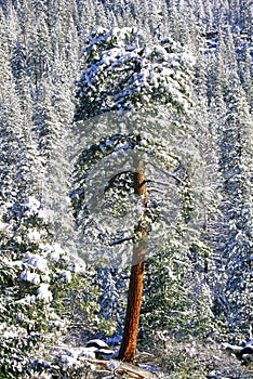 Forest in snow, Yosemite National Park, CA