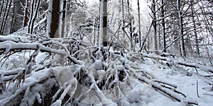 Forest Snowfall Landscape Illinois