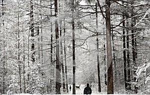 Forest and snowy landscape. Man and dogs in the forest.