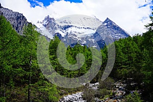 Forest and snowy mountains photo