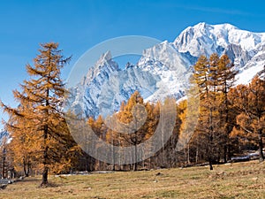 The forest and the snowy peaks of Mont Blanc in fall