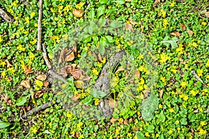 Forest soil ground, roots of old oak, wild ground cover grass, yellow flowers