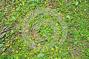 Forest soil ground, roots of old oak, wild ground cover grass, yellow flowers