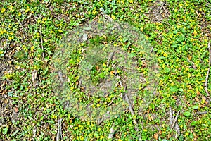 Forest soil ground, roots of old oak, wild ground cover grass, yellow flowers