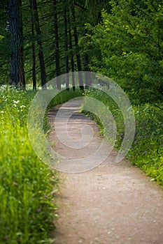 Forest soil track. a lot of greenery.