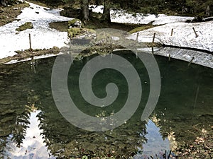 A forest source and a small lake with a watering place beneath the mountain top of Alp Sigel and in the Appenzellerland region