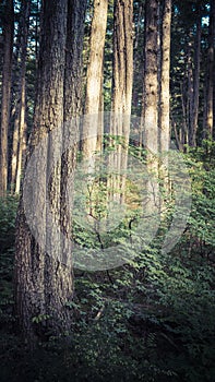 Forest in Southeast Alaska