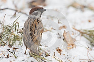 Forest sparrow