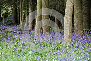 Forest in spring