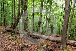 Forest in the spring