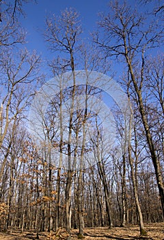 Forest in spring