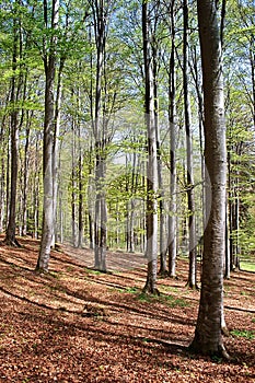 Forest in spring