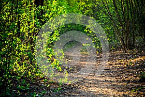 forest in spring, all green and shining, walking path