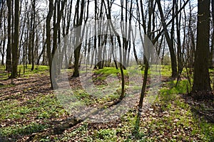 Forest in the spring. Beautiful forest landscape in Polissya, Polesie region, Ukraine