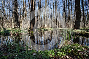 Forest in spring with black brown trees without leaves stand around a dark moor lake. In the foreground the shore of the lake