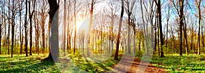 Forest in spring with bright sun