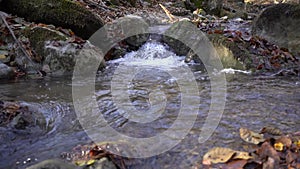 Forest spring with clear water flows through a channel