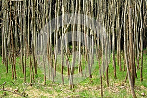 Forest in spring day as background